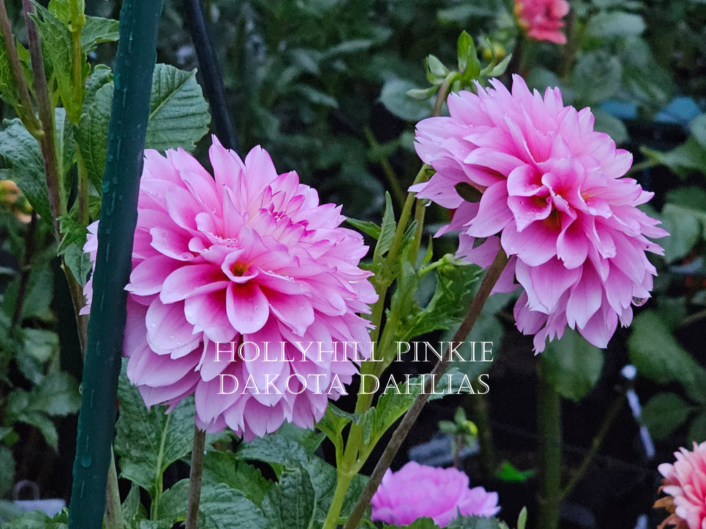 Hollyhill Pinkie