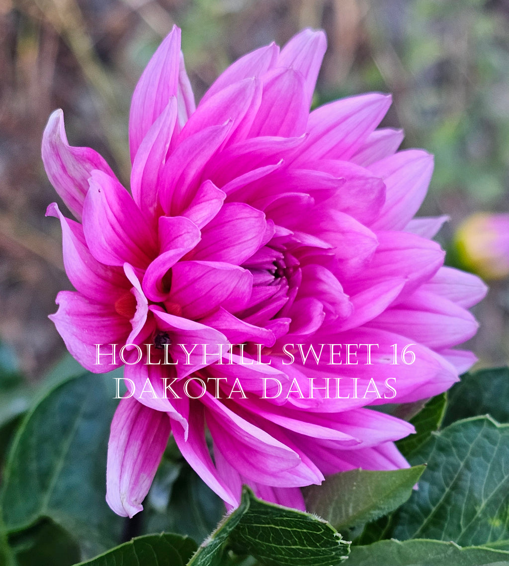 Hollyhill Sweet 16