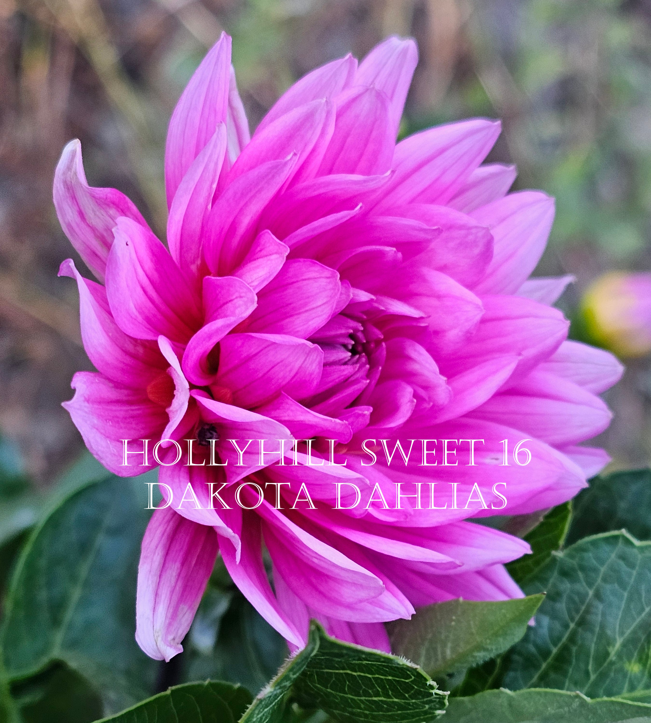 Hollyhill Sweet 16