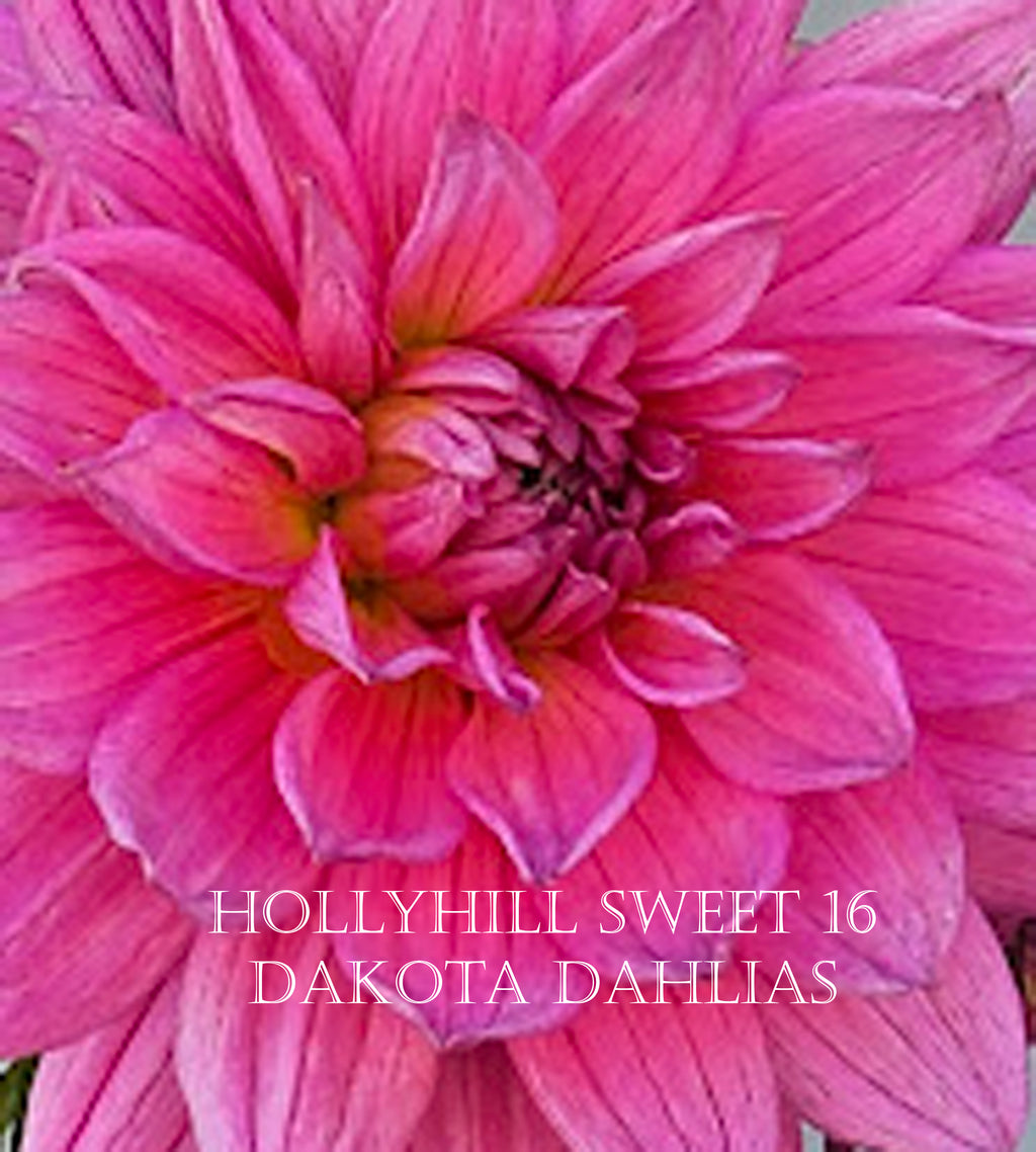 Hollyhill Sweet 16