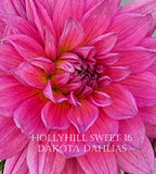 Hollyhill Sweet 16