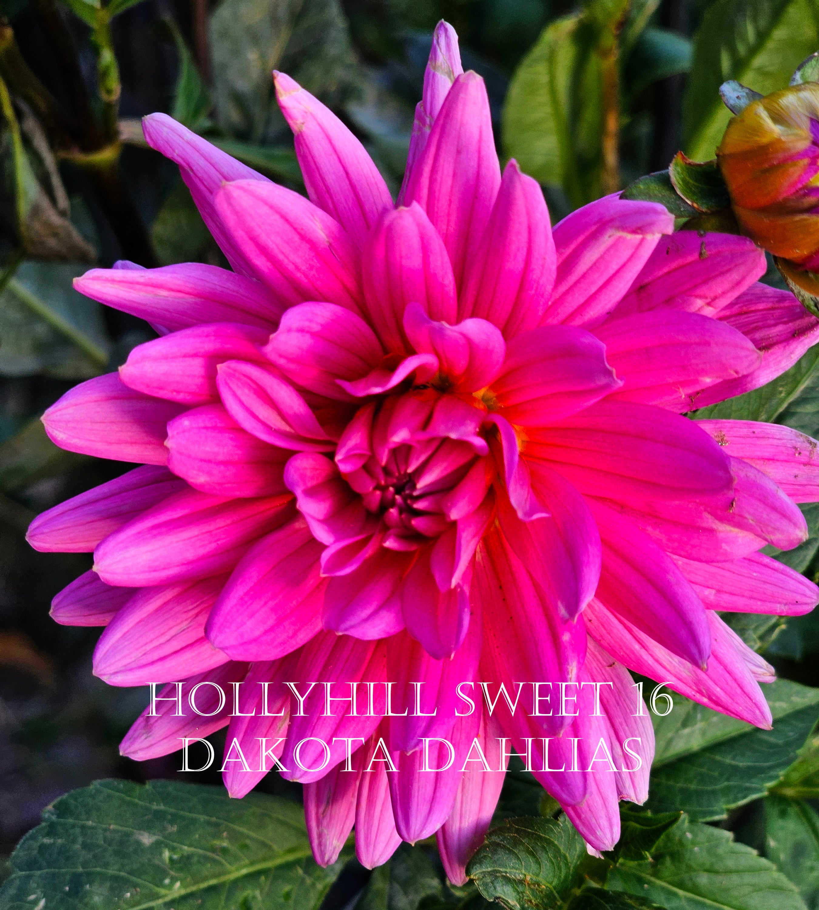 Hollyhill Sweet 16