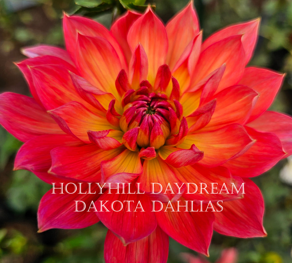 Hollyhill Daydream