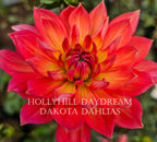 Hollyhill Daydream