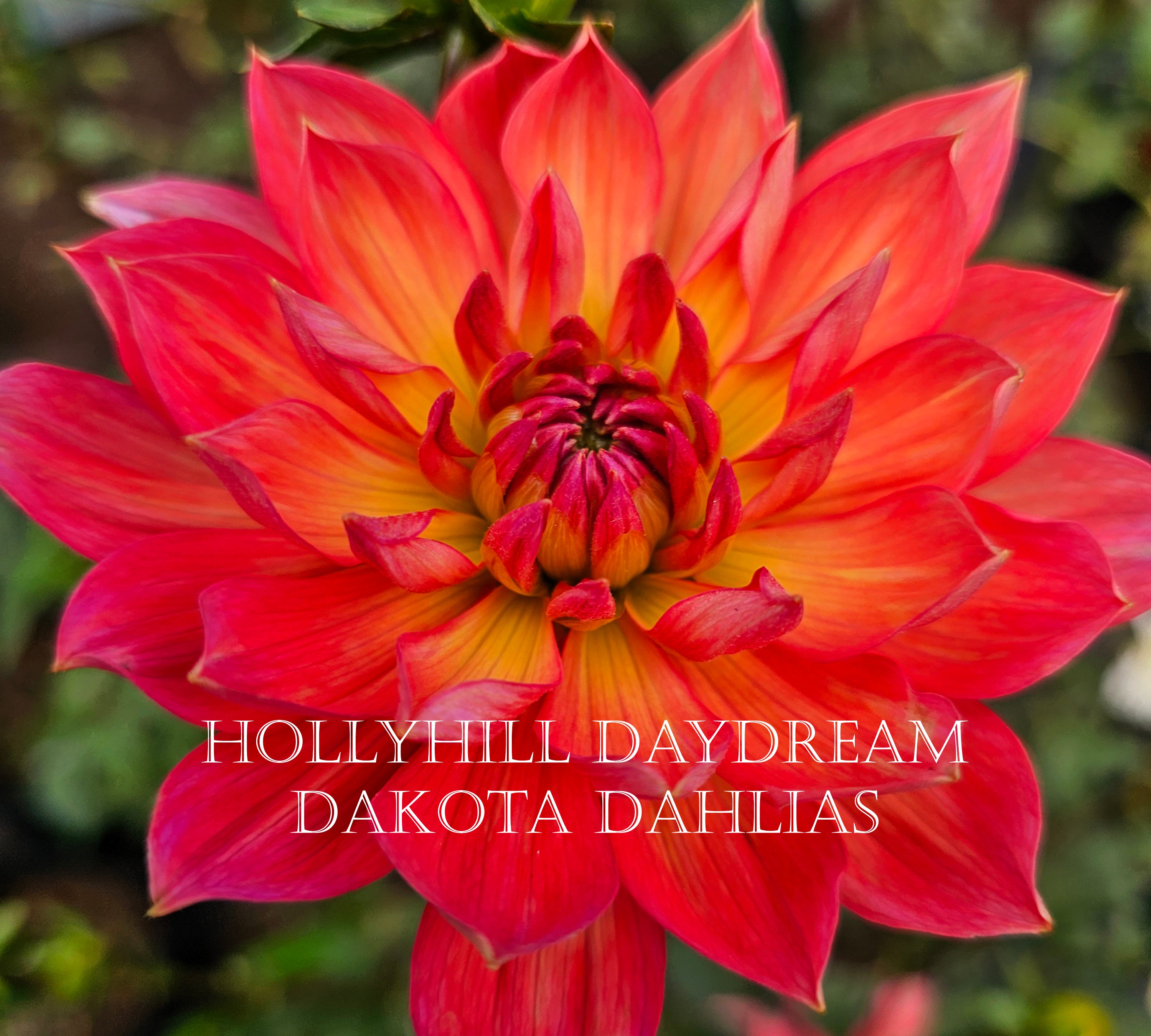 Hollyhill Daydream