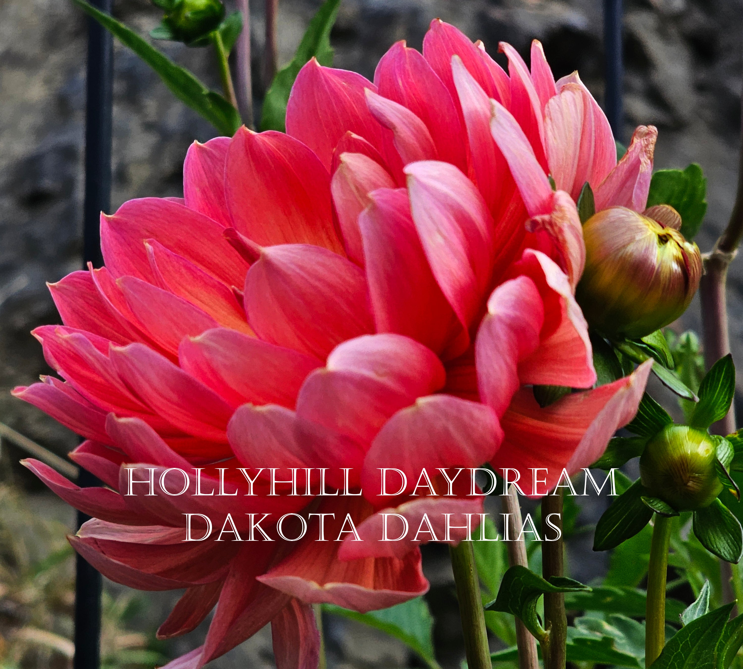 Hollyhill Daydream