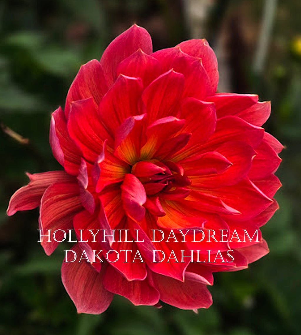 Hollyhill Daydream