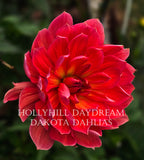 Hollyhill Daydream