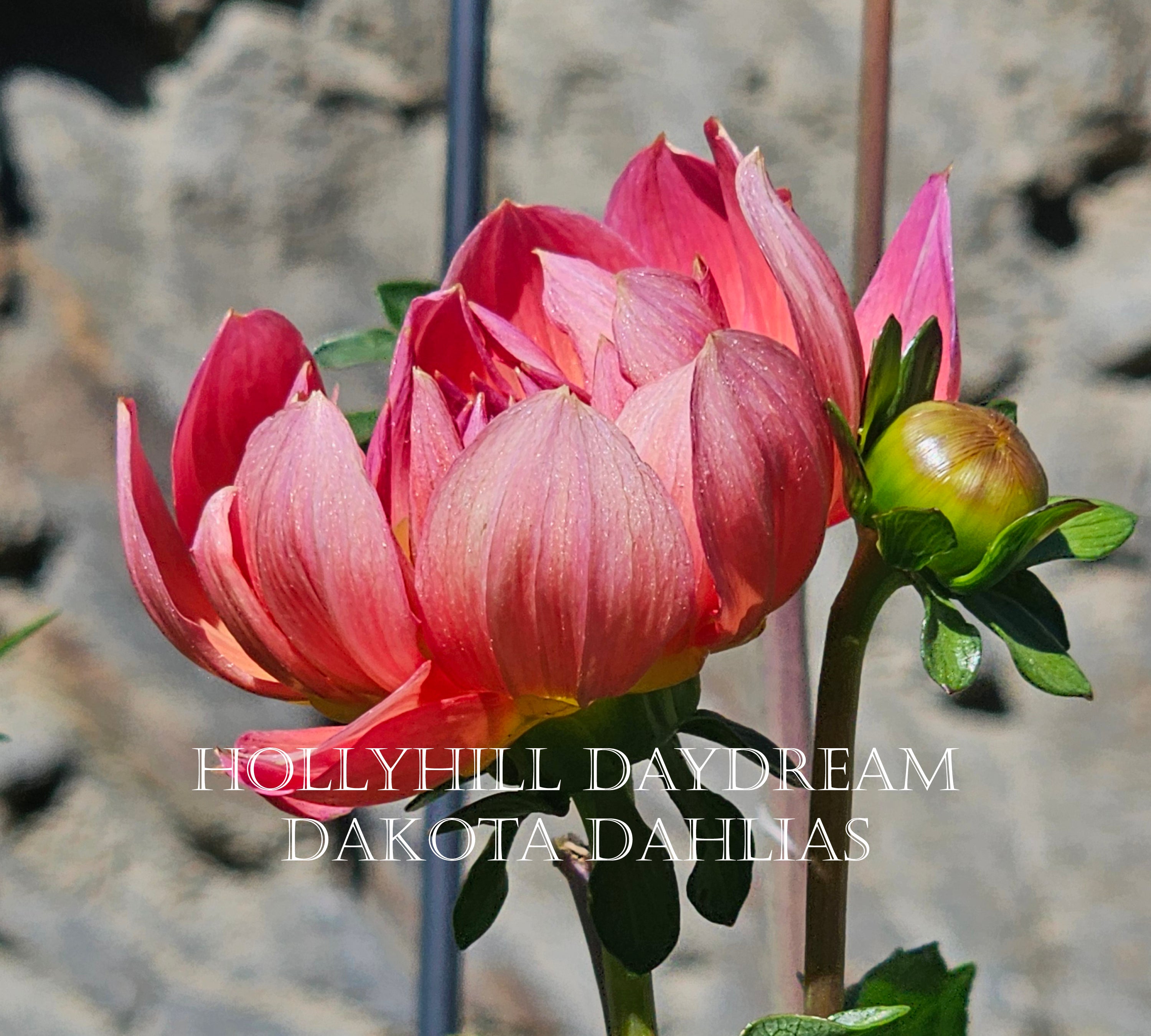 Hollyhill Daydream