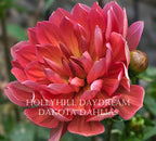 Hollyhill Daydream
