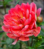 Hollyhill Daydream