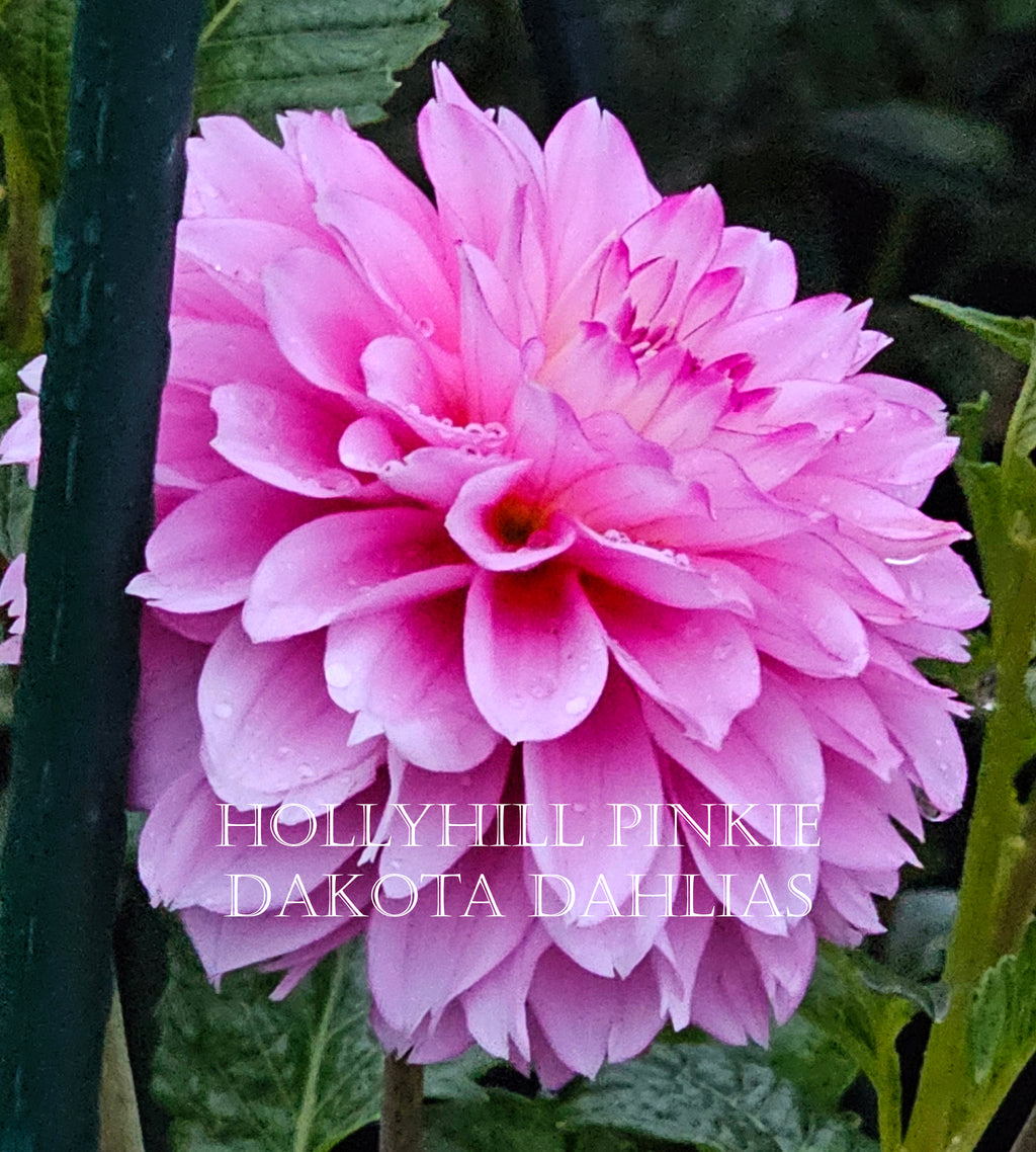 Hollyhill Pinkie