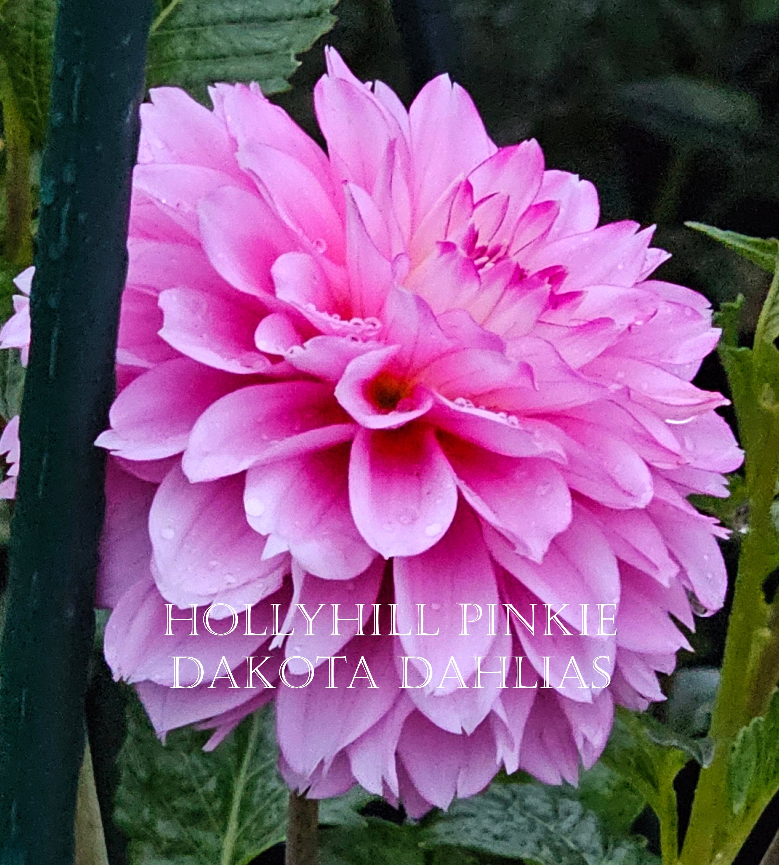 Hollyhill Pinkie