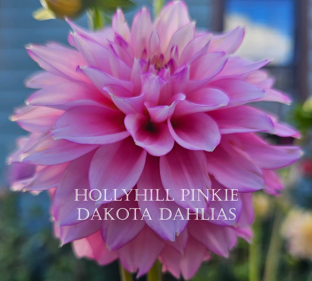 Hollyhill Pinkie