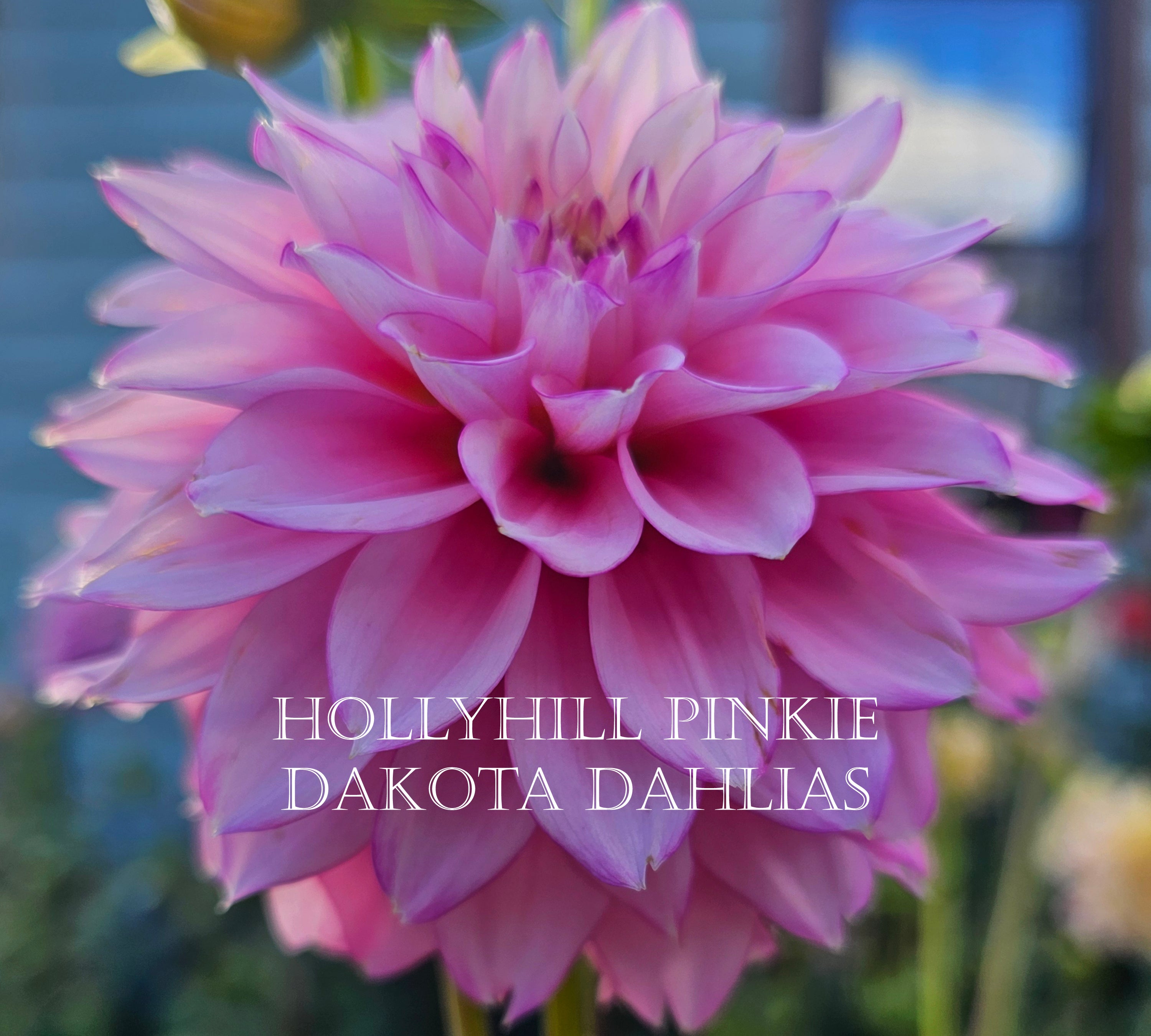 Hollyhill Pinkie