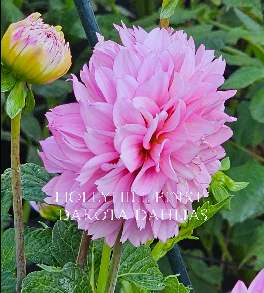 Hollyhill Pinkie