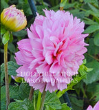 Hollyhill Pinkie