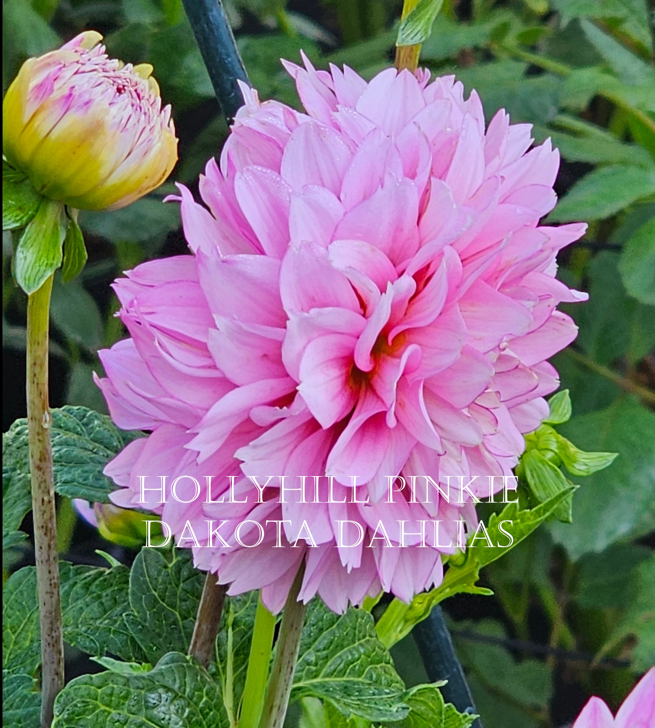 Hollyhill Pinkie