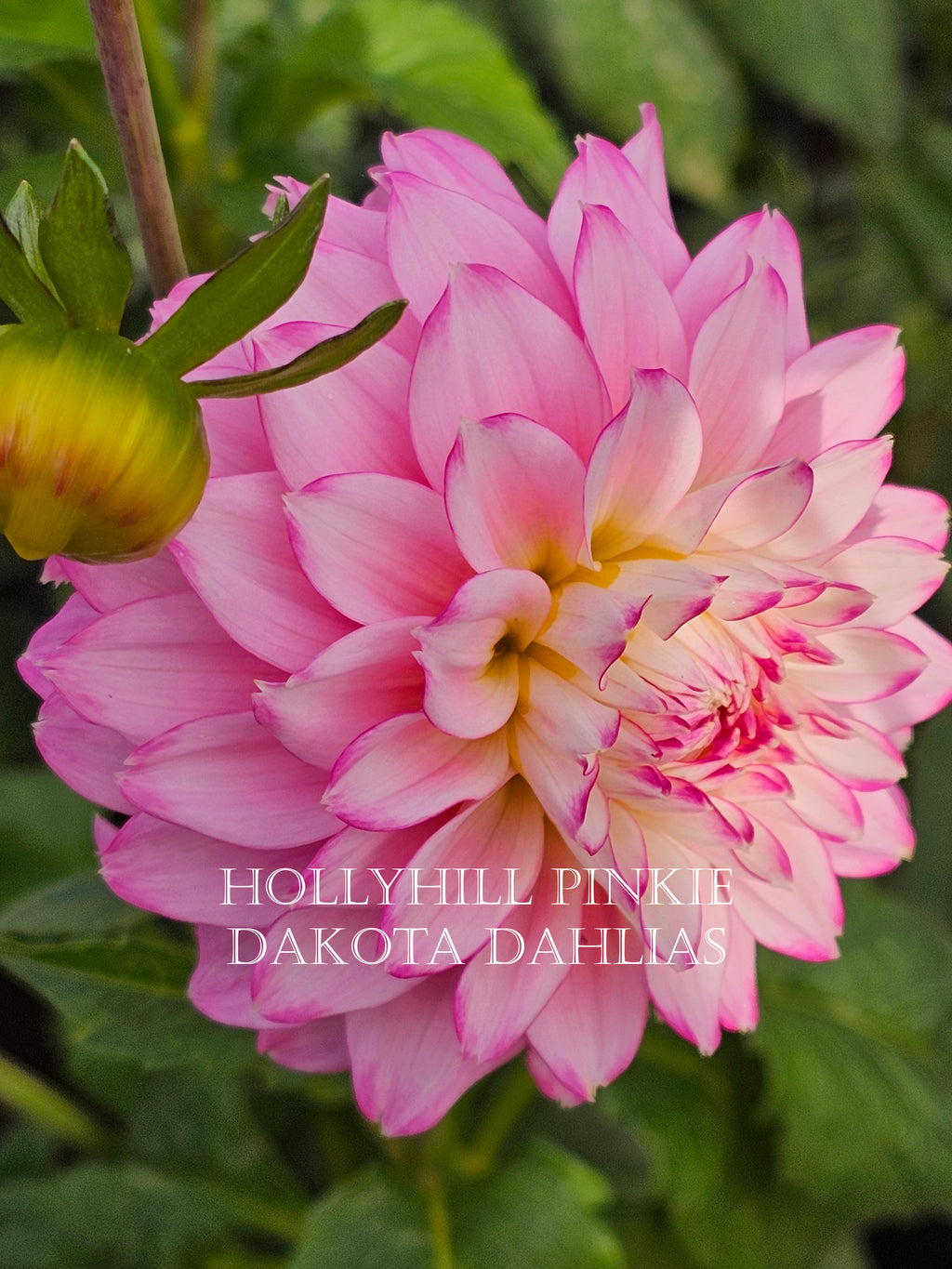 Hollyhill Pinkie