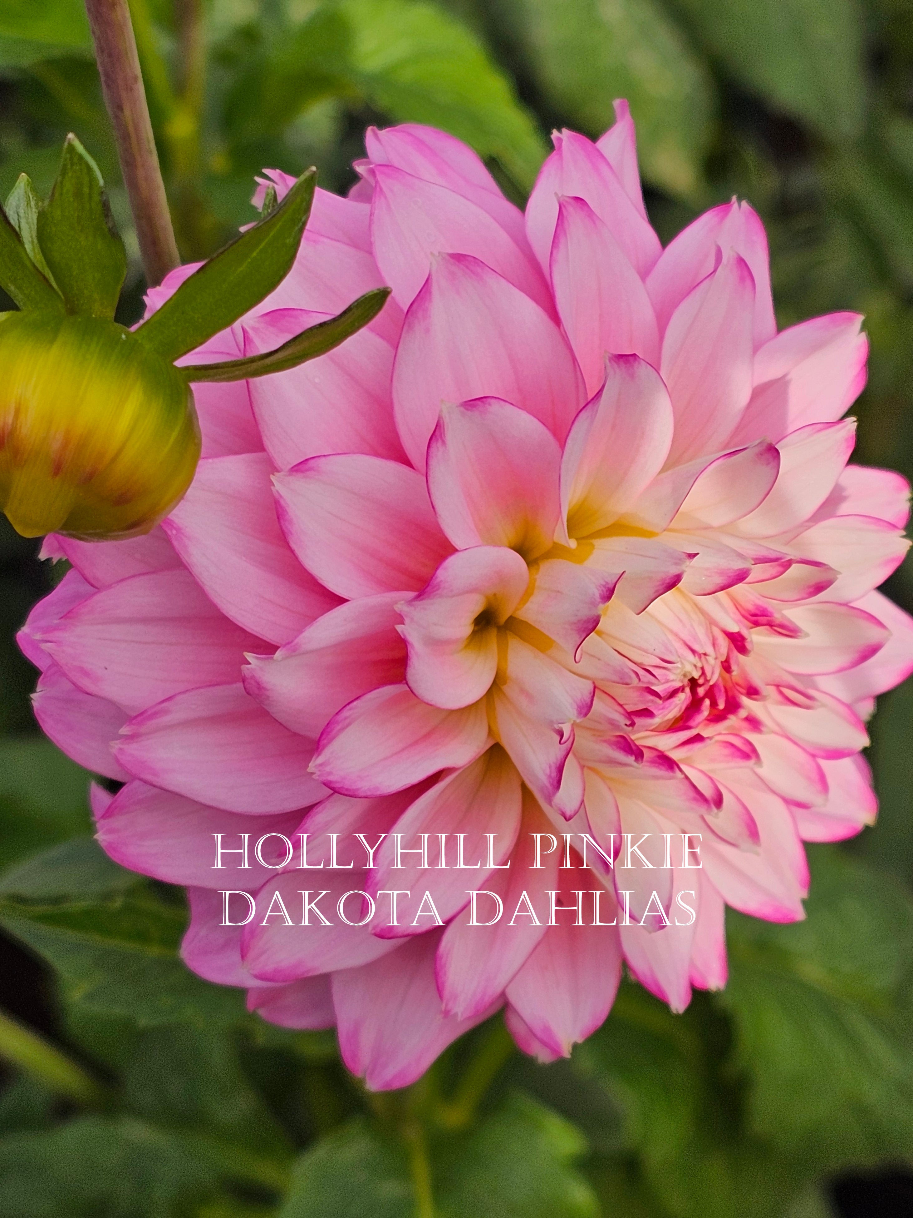 Hollyhill Pinkie