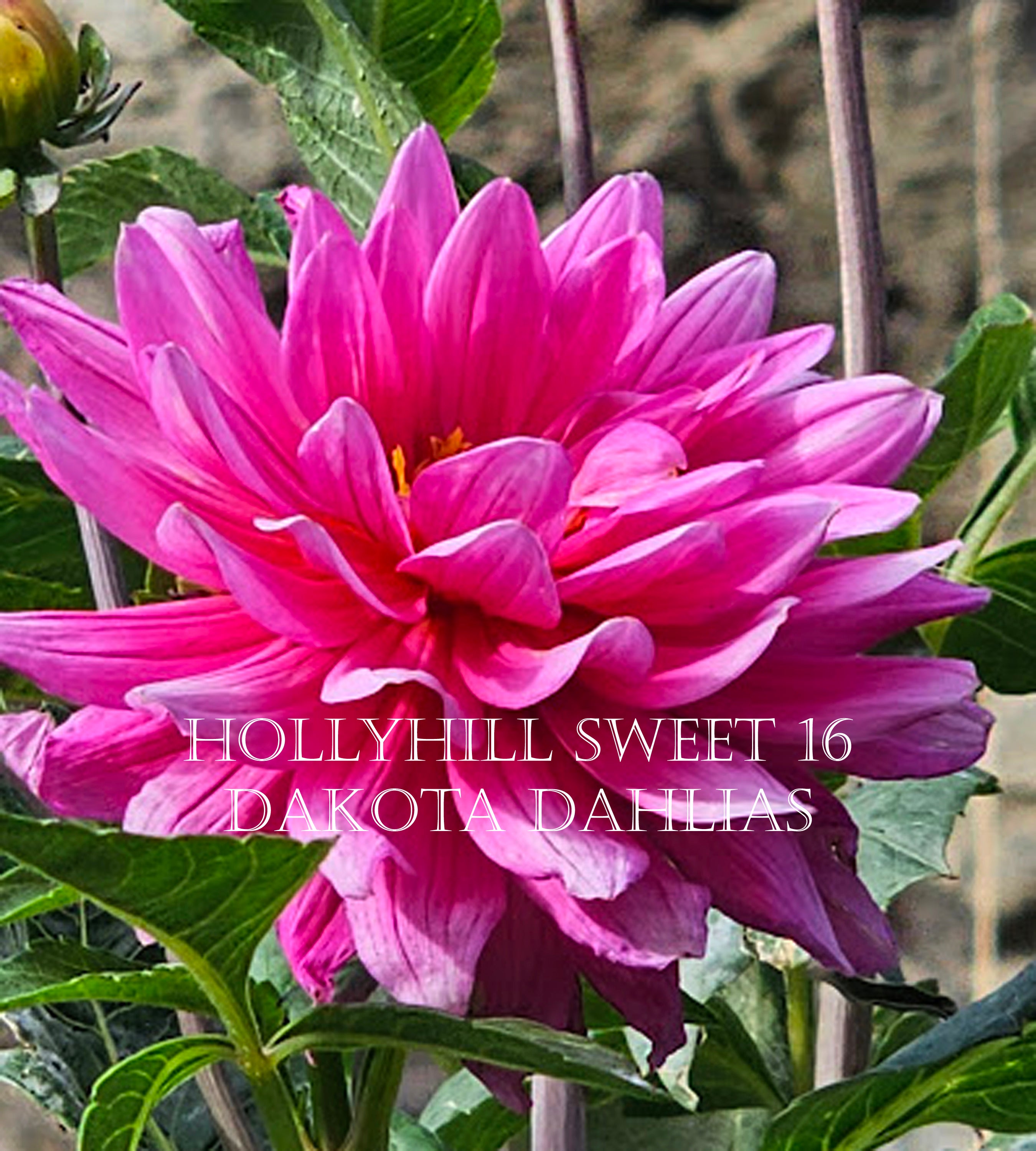 Hollyhill Sweet 16