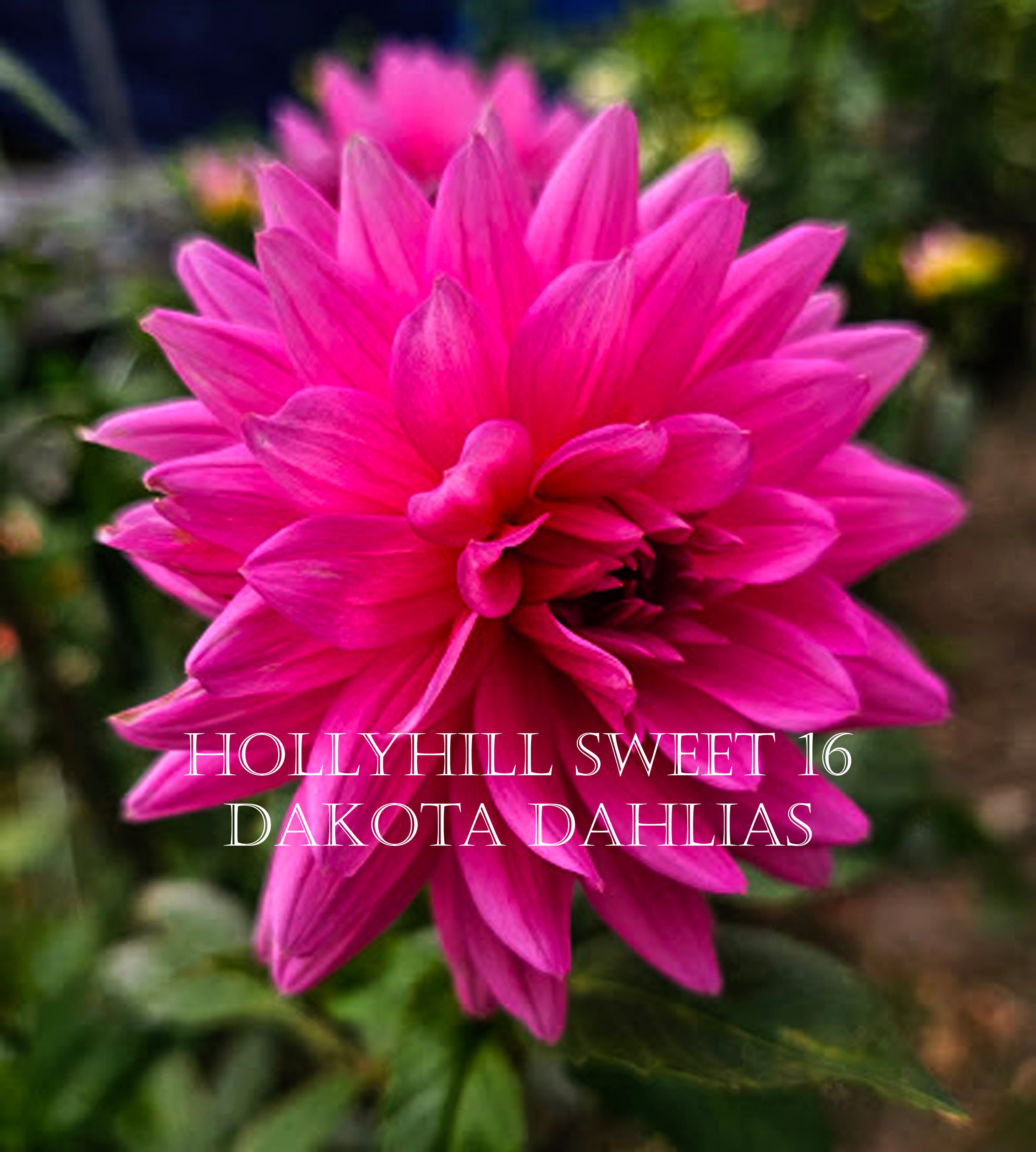 Hollyhill Sweet 16
