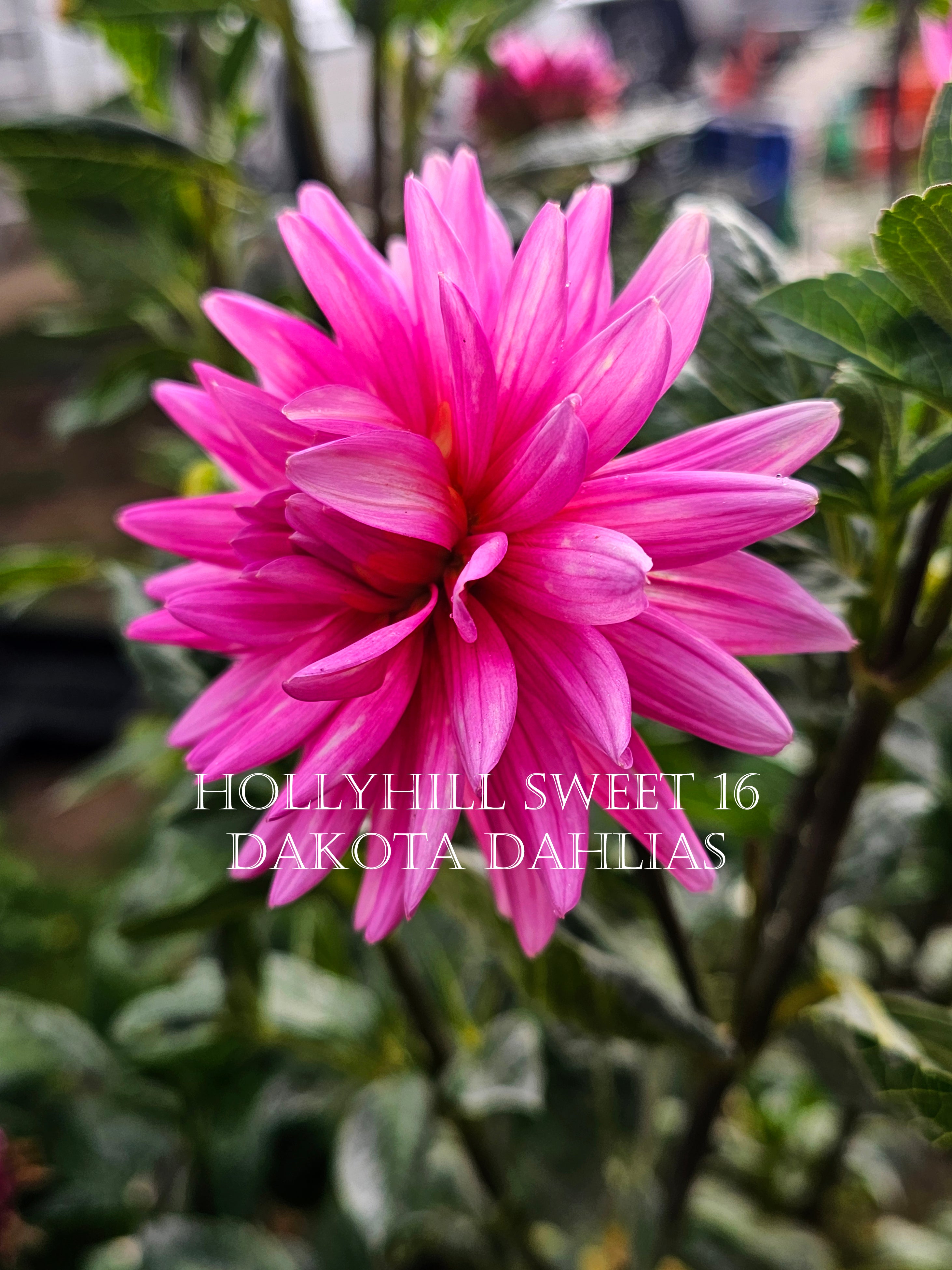 Hollyhill Sweet 16