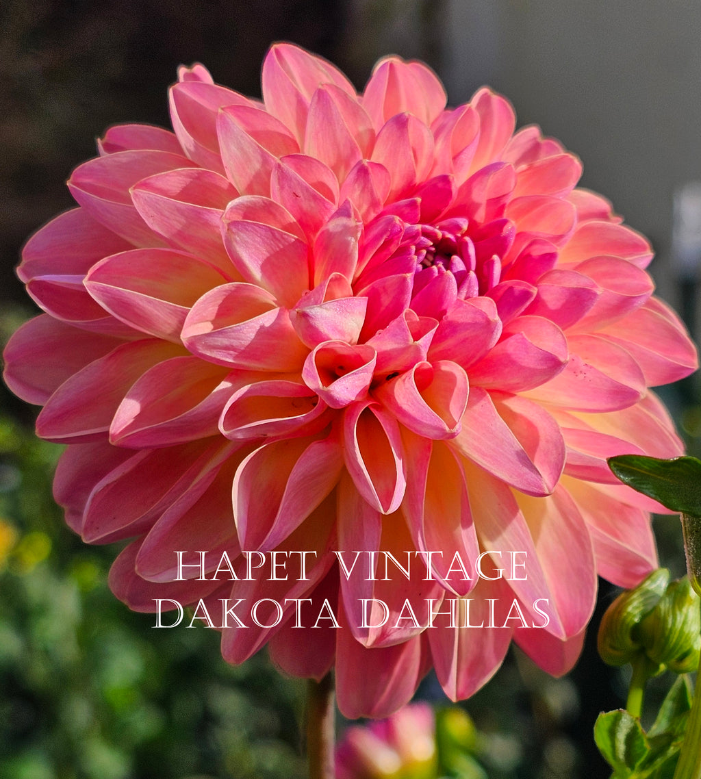 Hapet Vintage