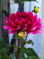 Hollyhill Pandora
