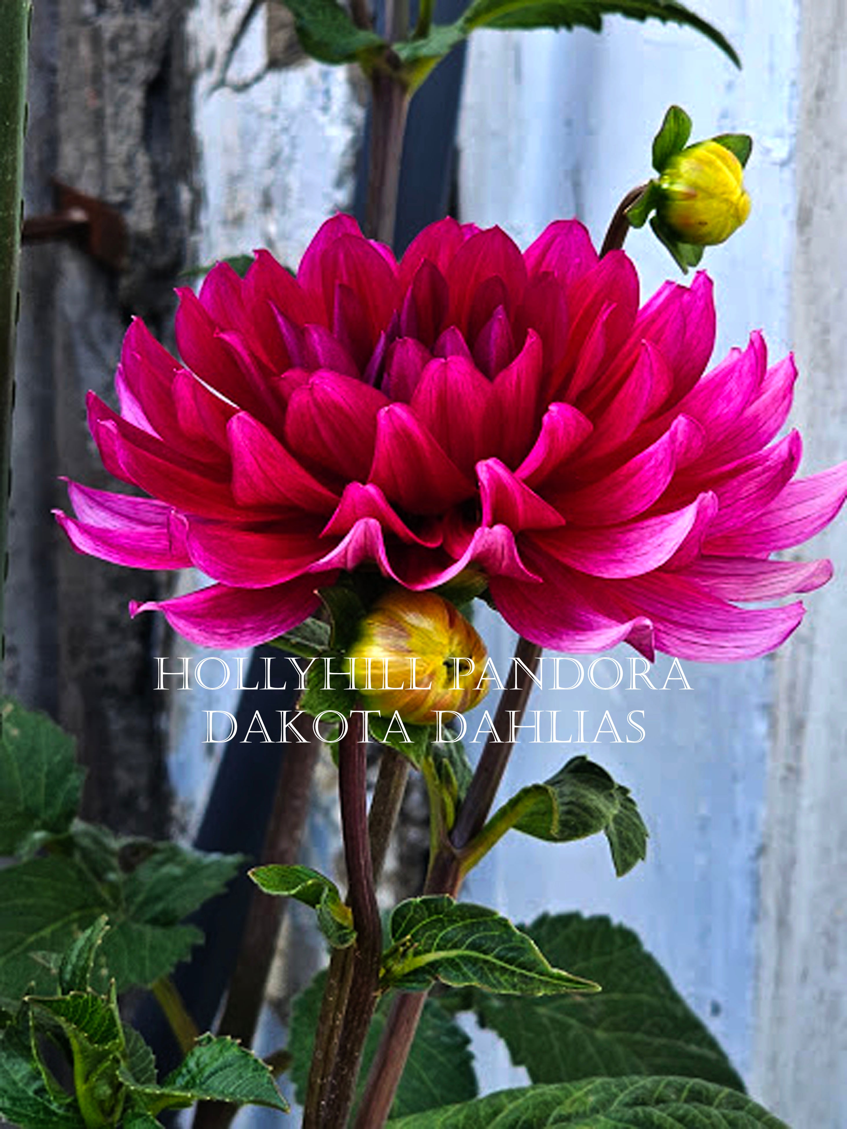 Hollyhill Pandora