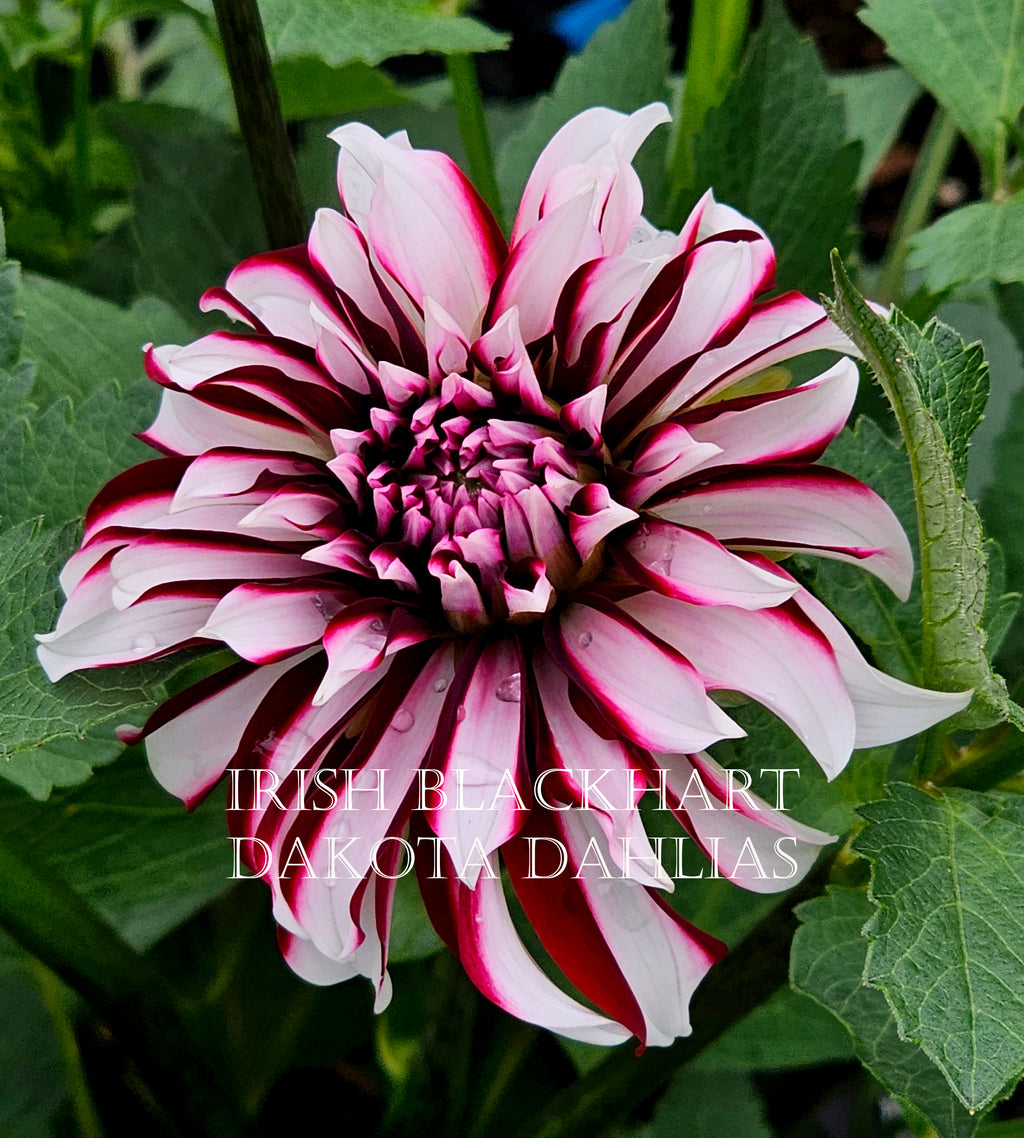 Irish Blackhart~Growing for tuber sales for 2027~