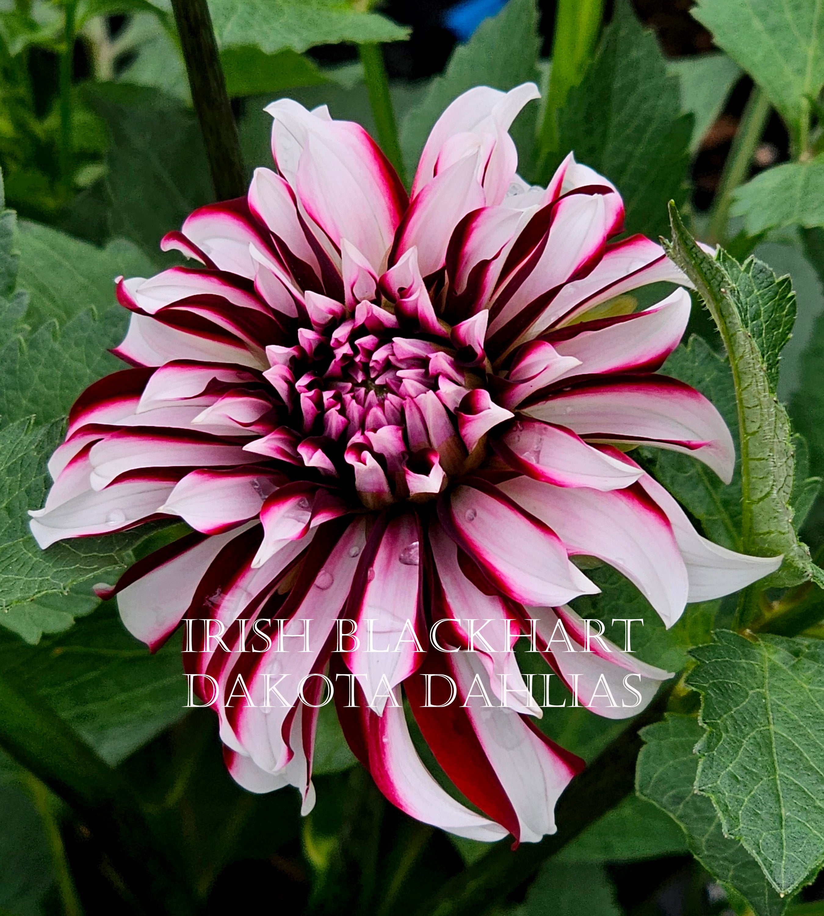 Irish Blackhart~Growing for tuber sales for 2027~