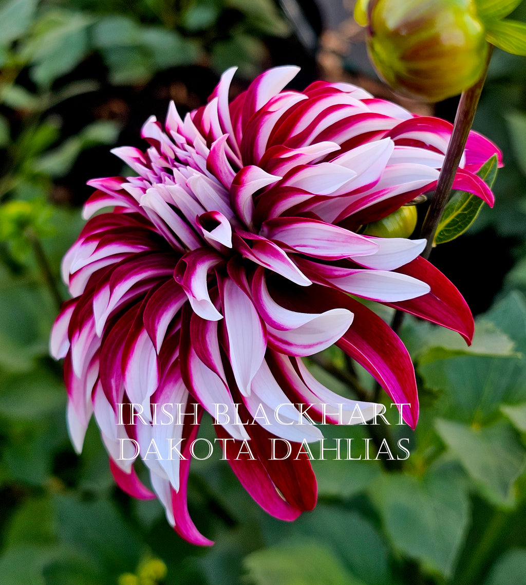 Irish Blackhart~Growing for tuber sales for 2027~