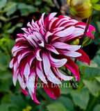 Irish Blackhart~Growing for tuber sales for 2027~