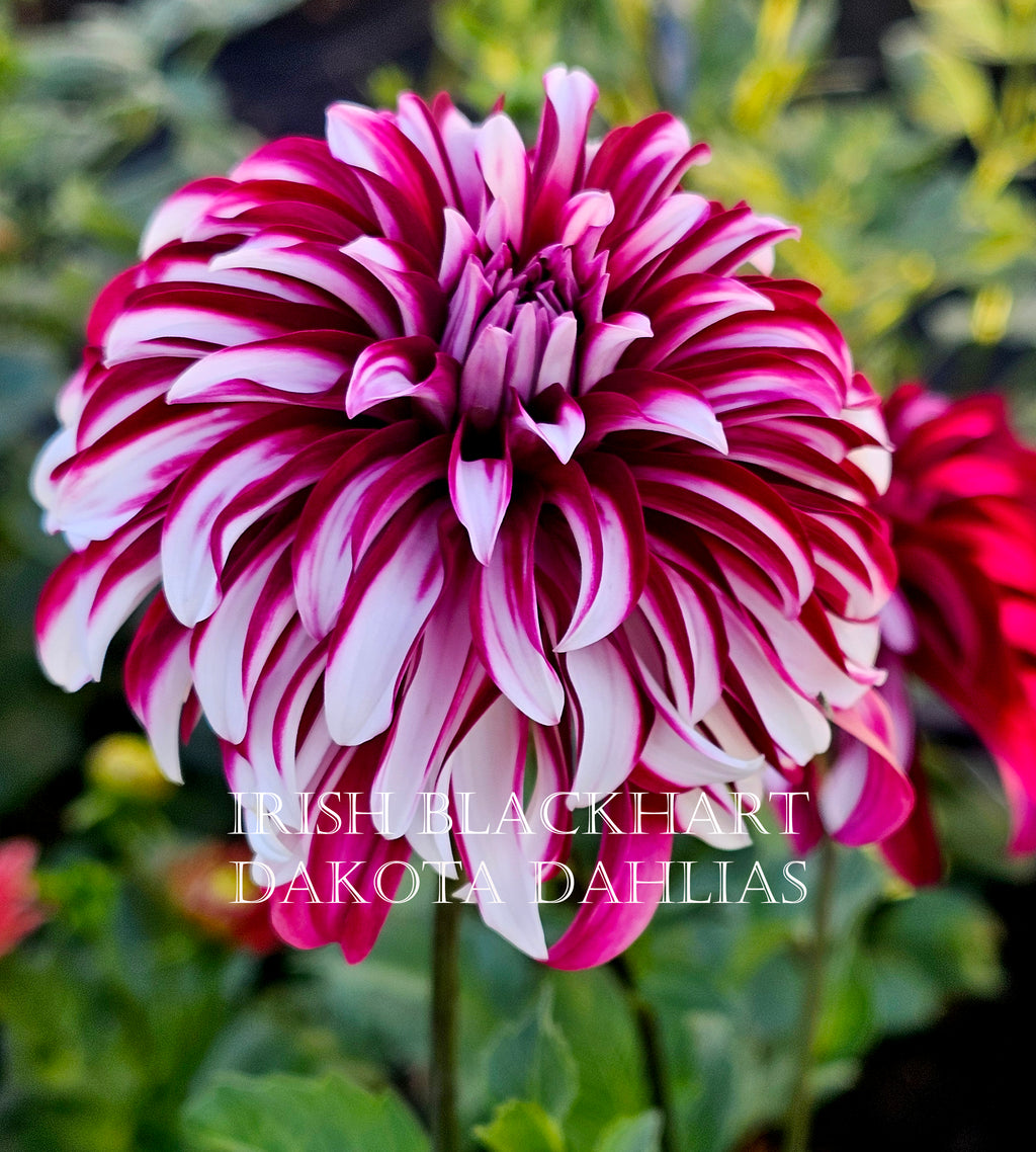 Irish Blackhart~Growing for tuber sales for 2027~