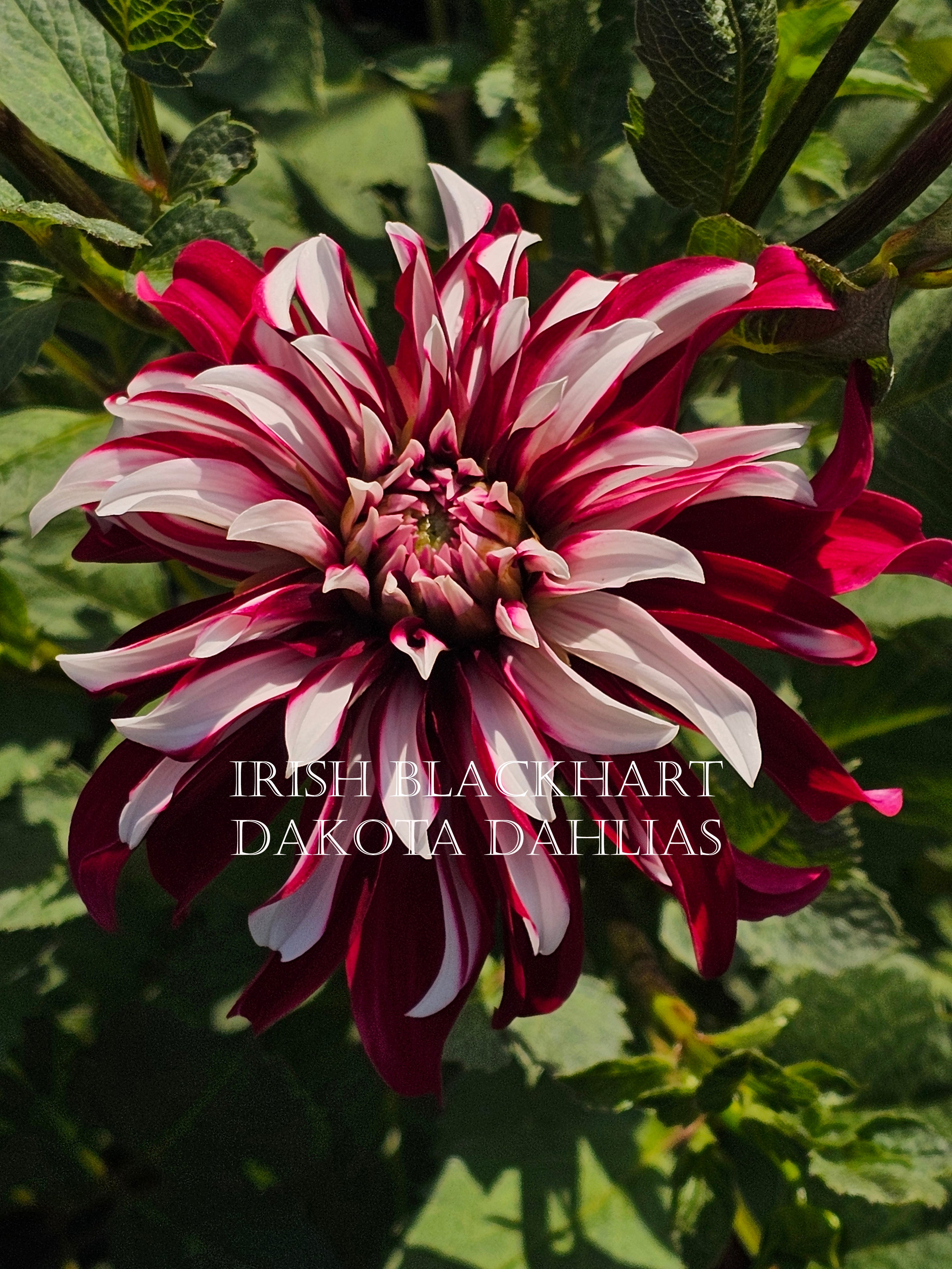 Irish Blackhart~Growing for tuber sales for 2027~