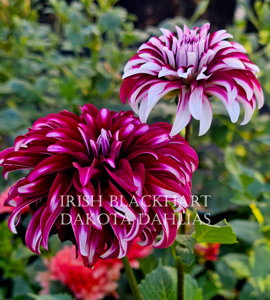 Irish Blackhart~Growing for tuber sales for 2027~