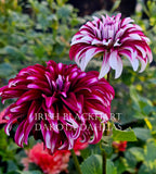 Irish Blackhart~Growing for tuber sales for 2027~