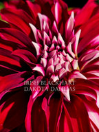 Irish Blackhart~Growing for tuber sales for 2027~