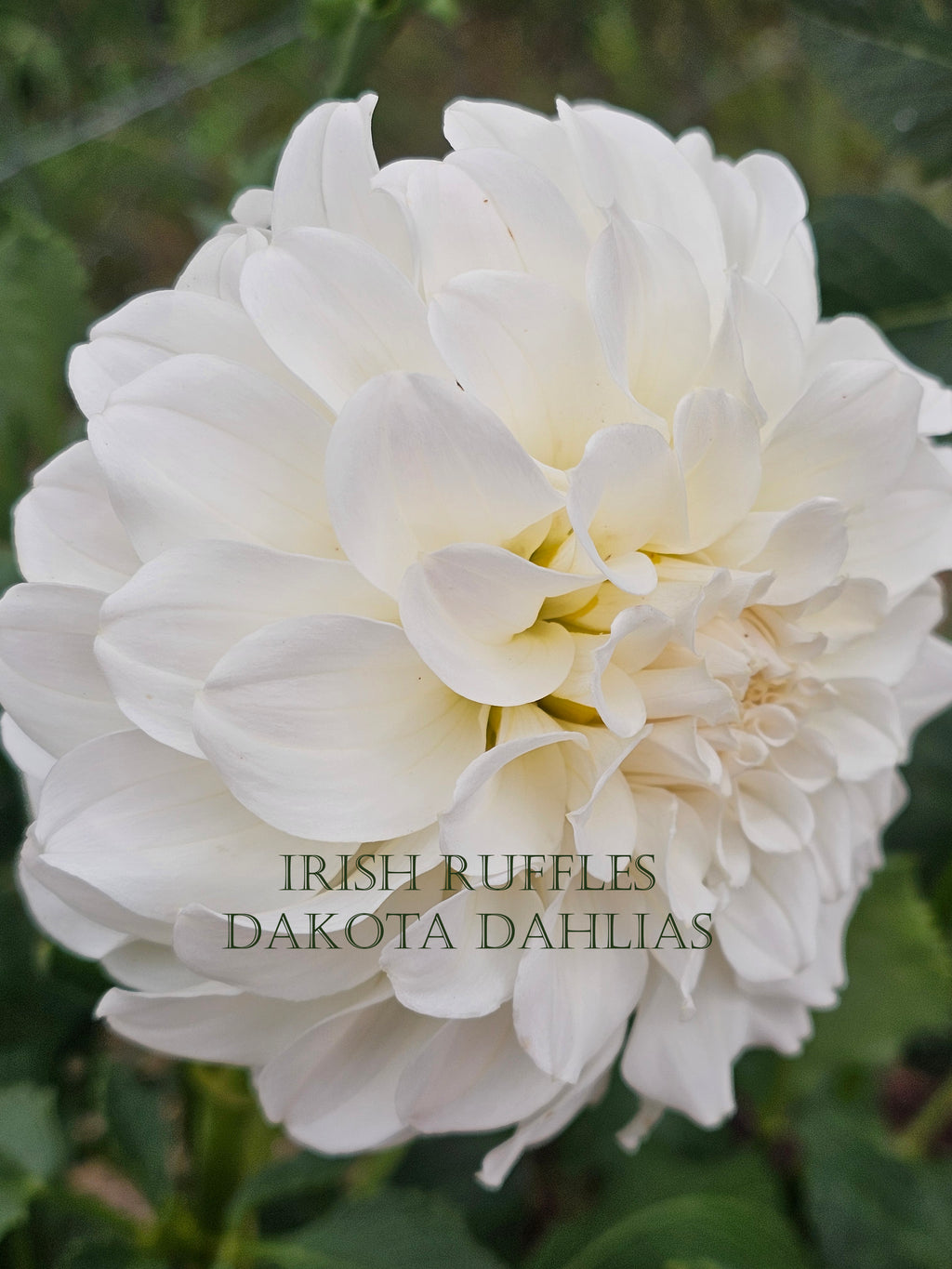 Irish Ruffles