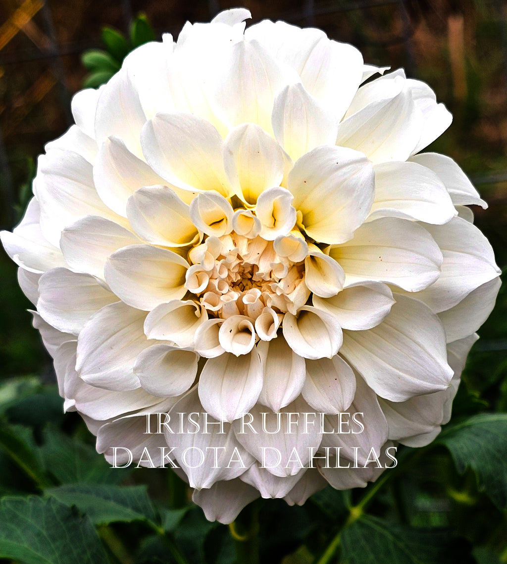 Irish Ruffles