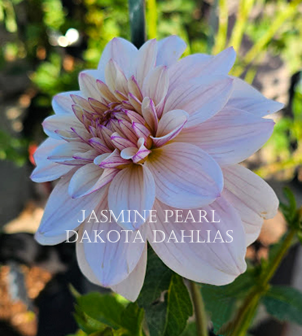 Jasmine Pearl