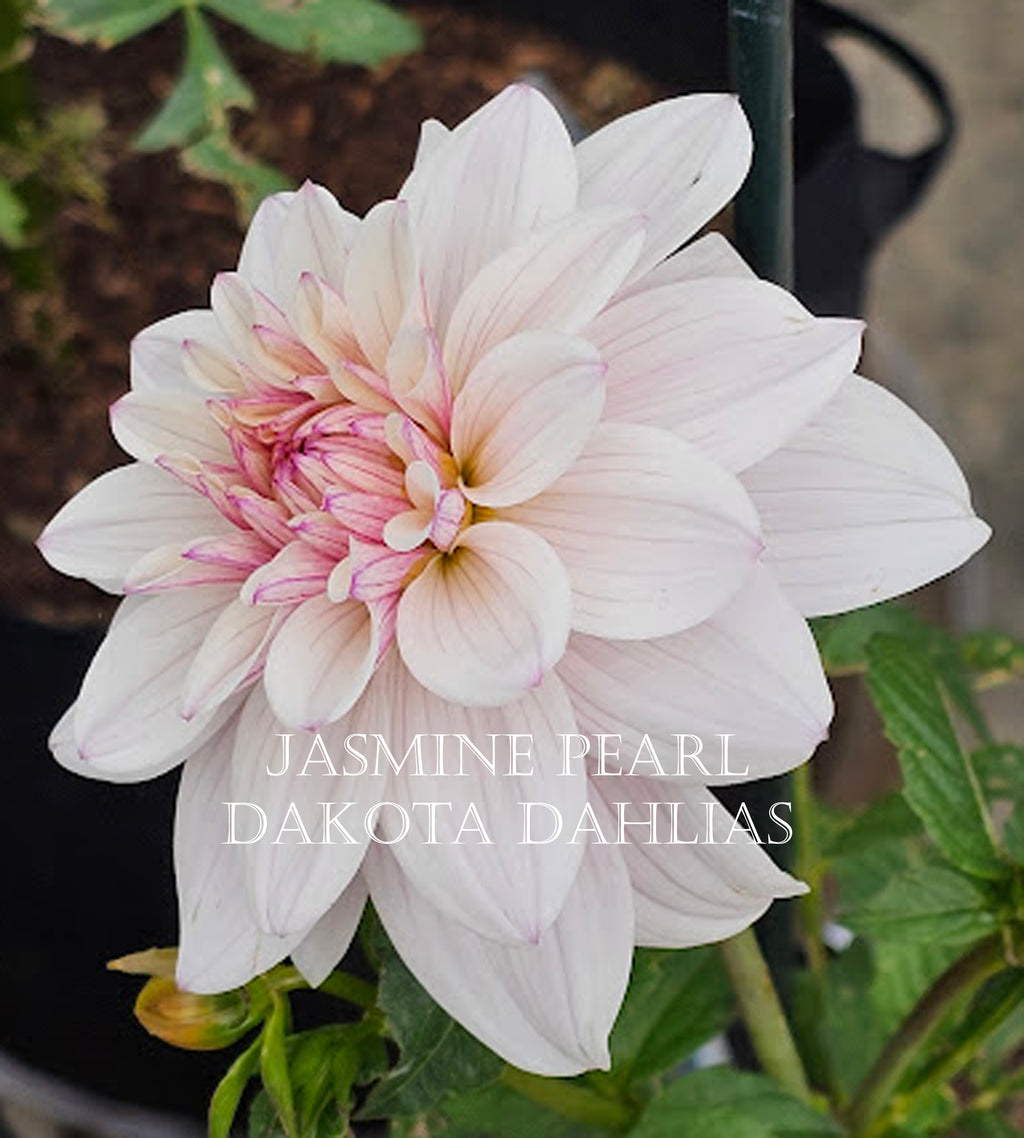 Jasmine Pearl