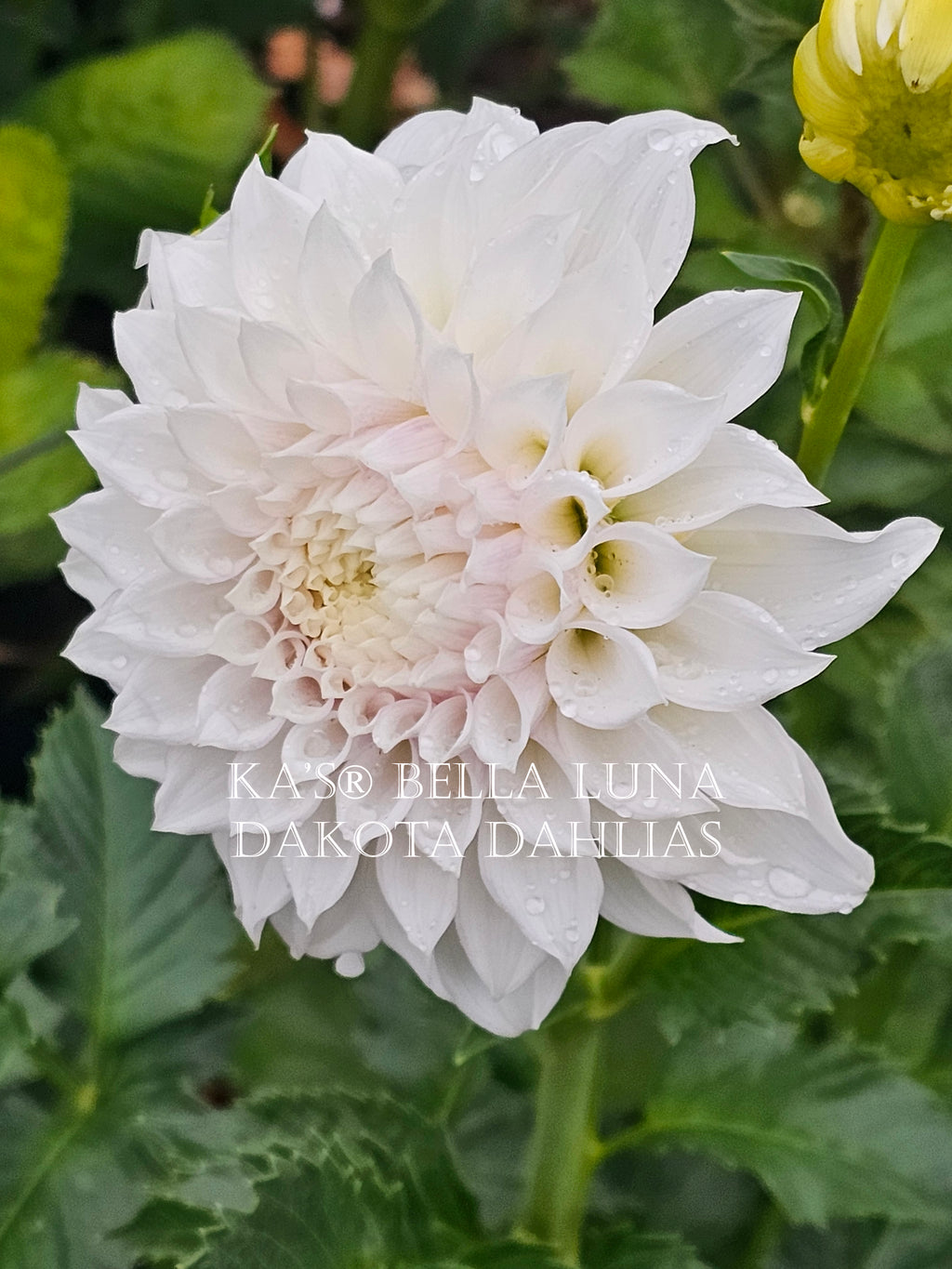 KA's® Bella Luna
