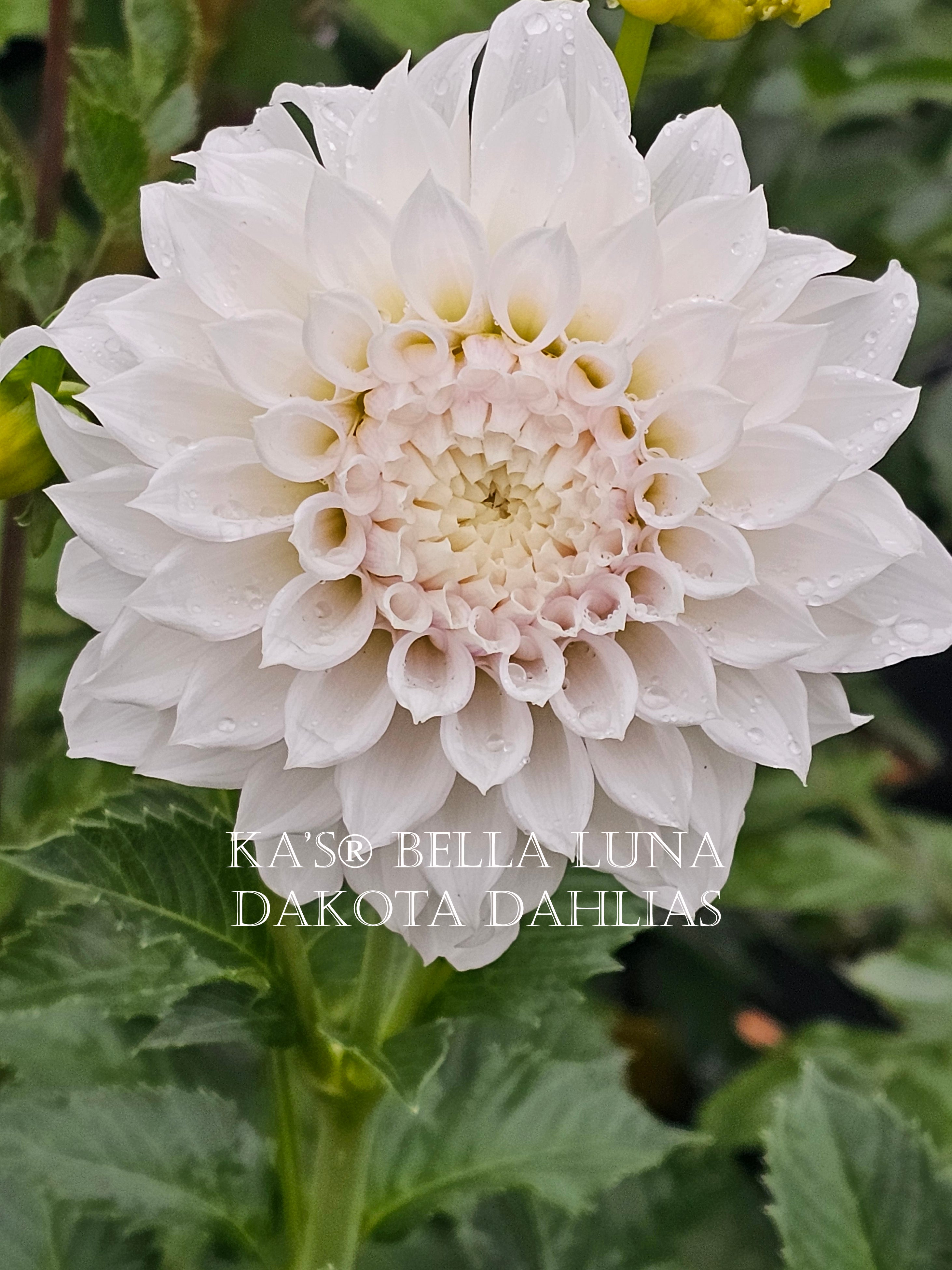 KA's® Bella Luna