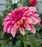 KA’s® Café Mauve~Growing for tuber sales for 2027~