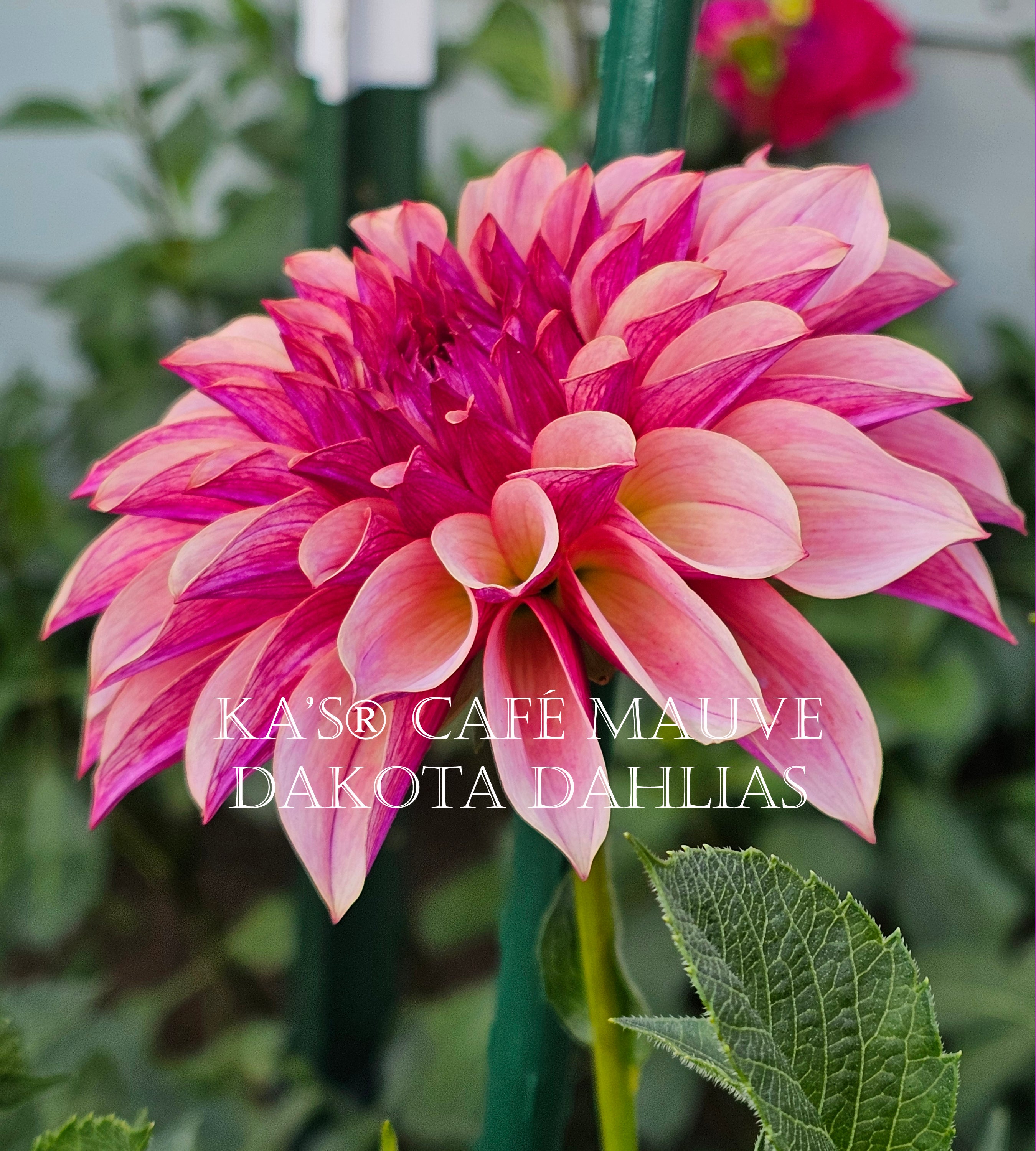 KA’s® Café Mauve~Growing for tuber sales for 2027~