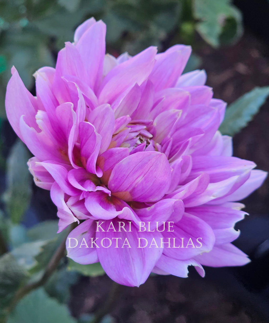 Kari Blue~Growing for tuber sales for 2027~