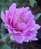 Kari Blue~Growing for tuber sales for 2027~