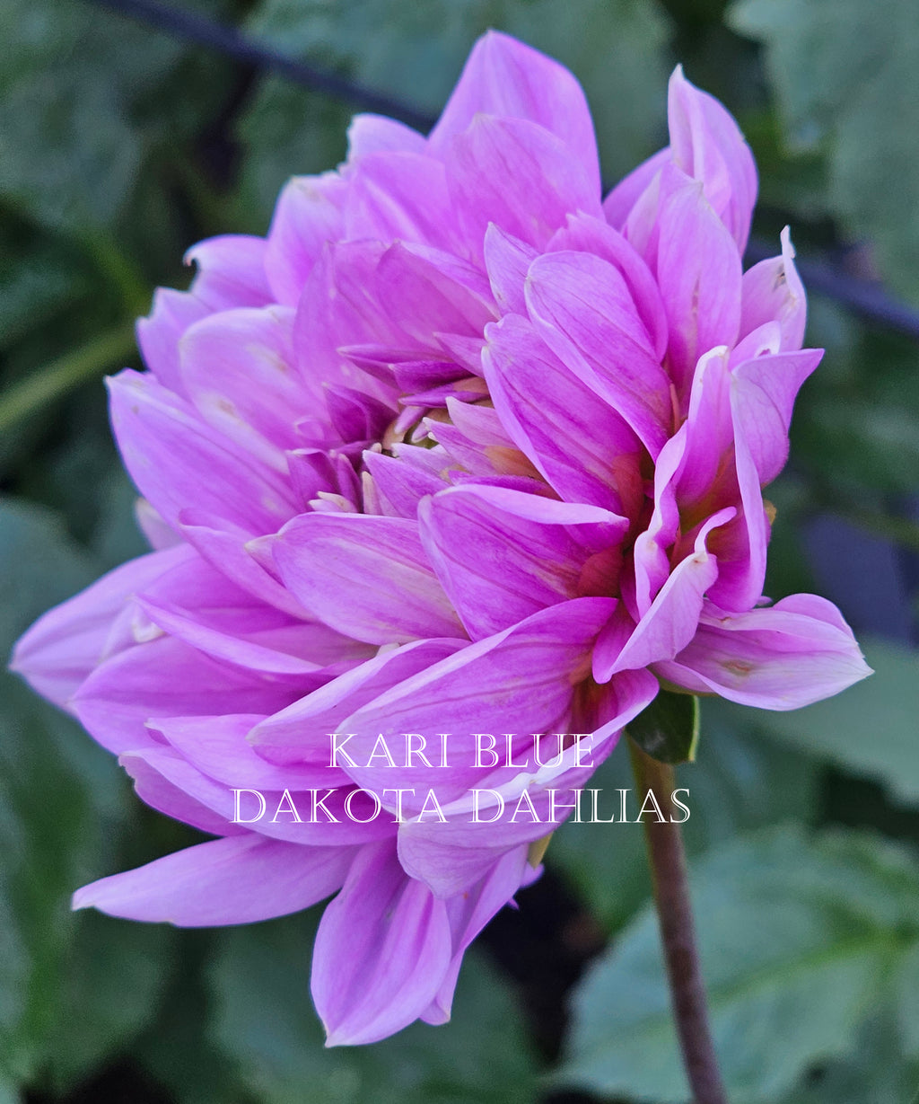 Kari Blue~Growing for tuber sales for 2027~